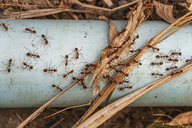 Ant Control Newport