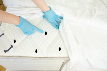Bedbug Control Newport