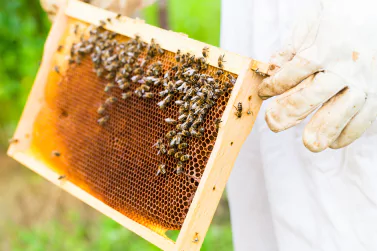 Bees Control Newport