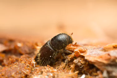 Borer Control Newport
