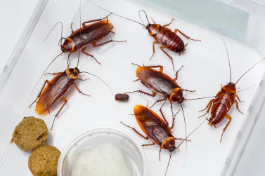 Cockroach Control Newport