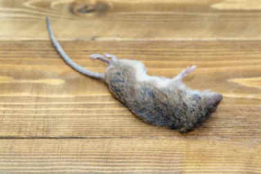 Dead Rat Removal Newport