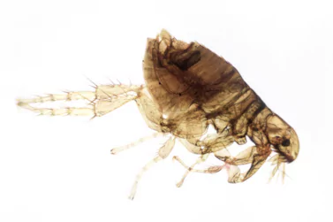 Flea Control Newport