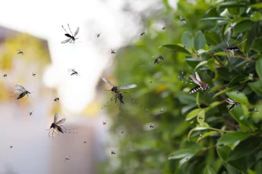 Mosquito Control Newport