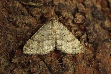 Moth Control Newport