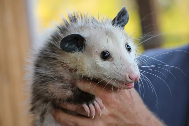 Possum Removal Newport
