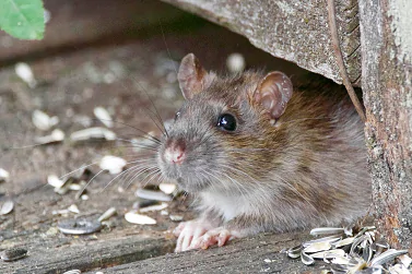 Rodent Control Newport
