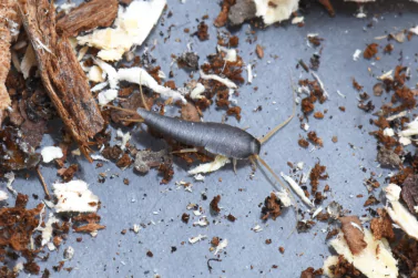 Silverfish Control Newport