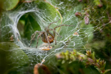 Spider Control Newport