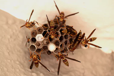 Wasp Control Newport